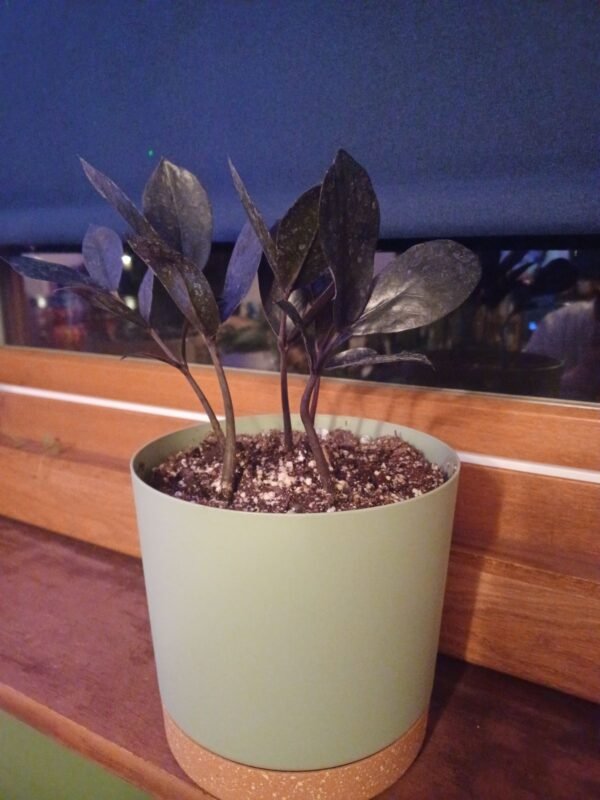 BLACK ZAMIA/ZZ-PLANT - Image 2