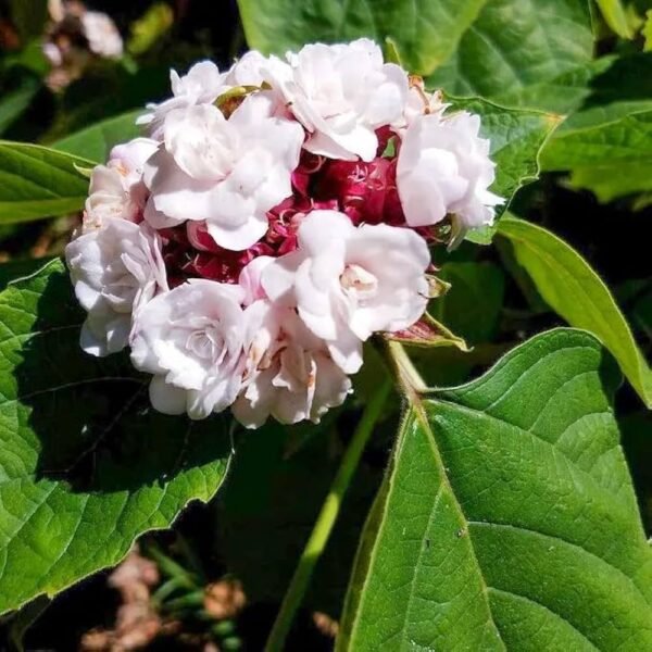 HAZARI MOGRA-PLANT - Image 2