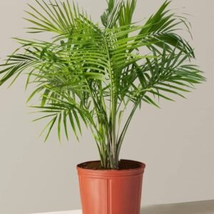MIRCHI MERI GREEN PALM-PLANT