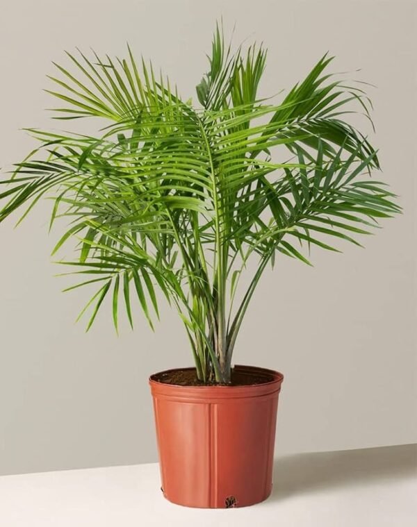 MIRCHI MERI GREEN PALM-PLANT