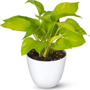 MONEY PLANT ENJOY-PLANT