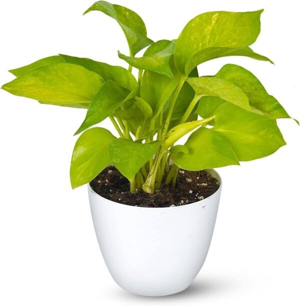 MONEY PLANT ENJOY-PLANT