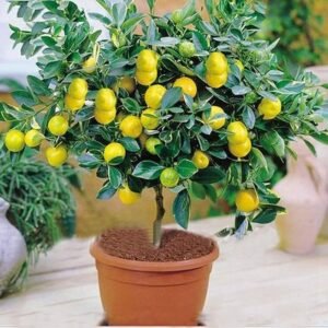 NIMBU-PLANT