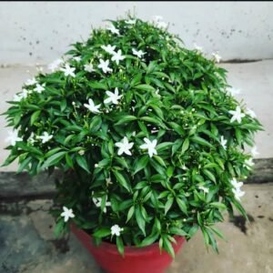 MINI TAGAR-PLANT