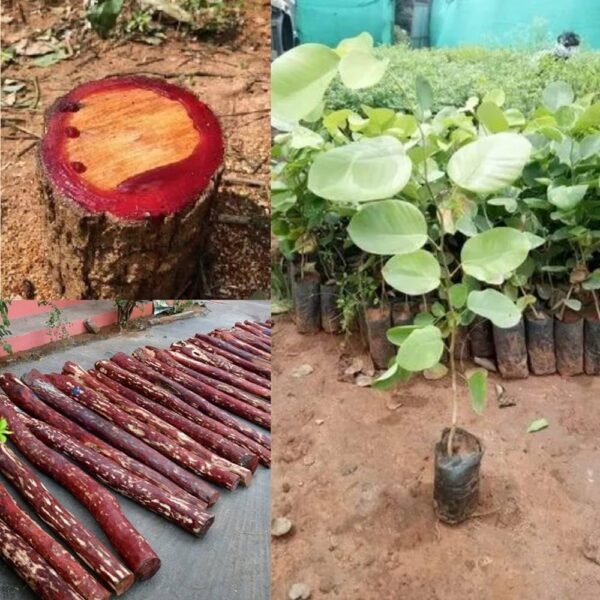 RED CHANDAN-PLANT - Image 2