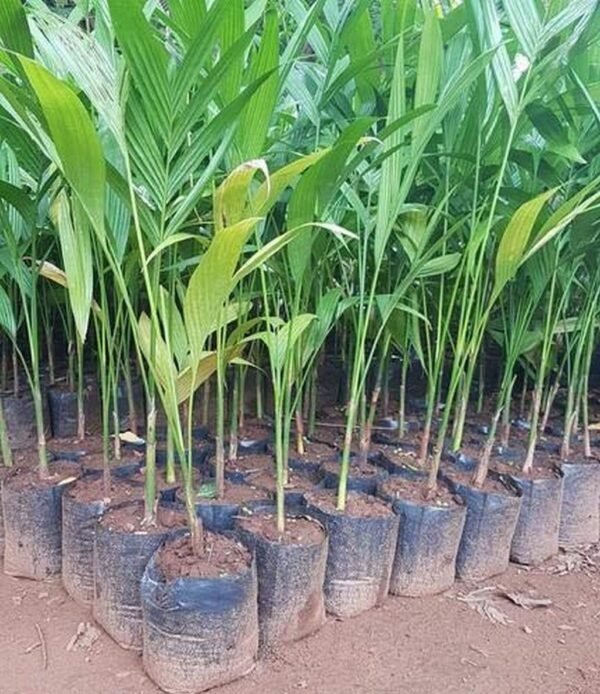 SUPARI PALM -PLANT - Image 4