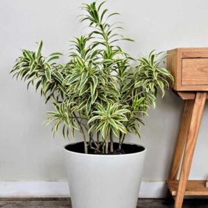 SONG OF INDIA-PLANT