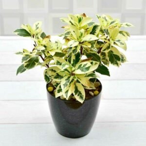 STAR LIGHT-PLANT