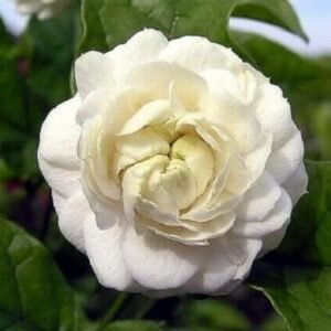 JASMINE/BONDUMALLI-PLANT
