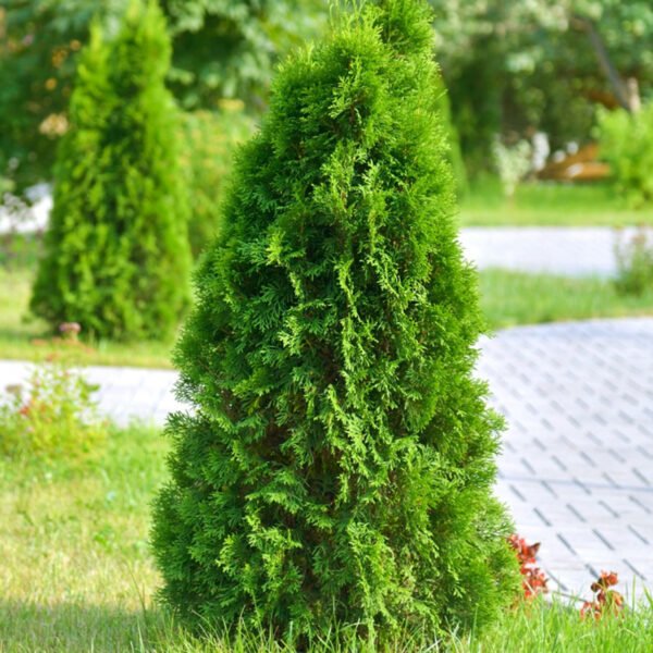 GREEN CYPRUS-PLANT - Image 3