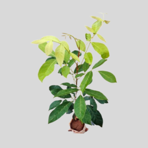 MAHOGANY-PLANT
