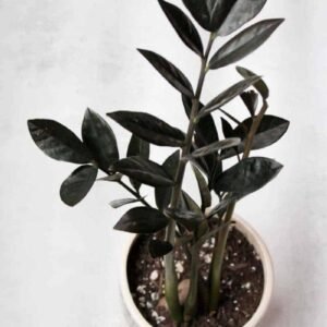 BLACK ZAMIA/ZZ-PLANT