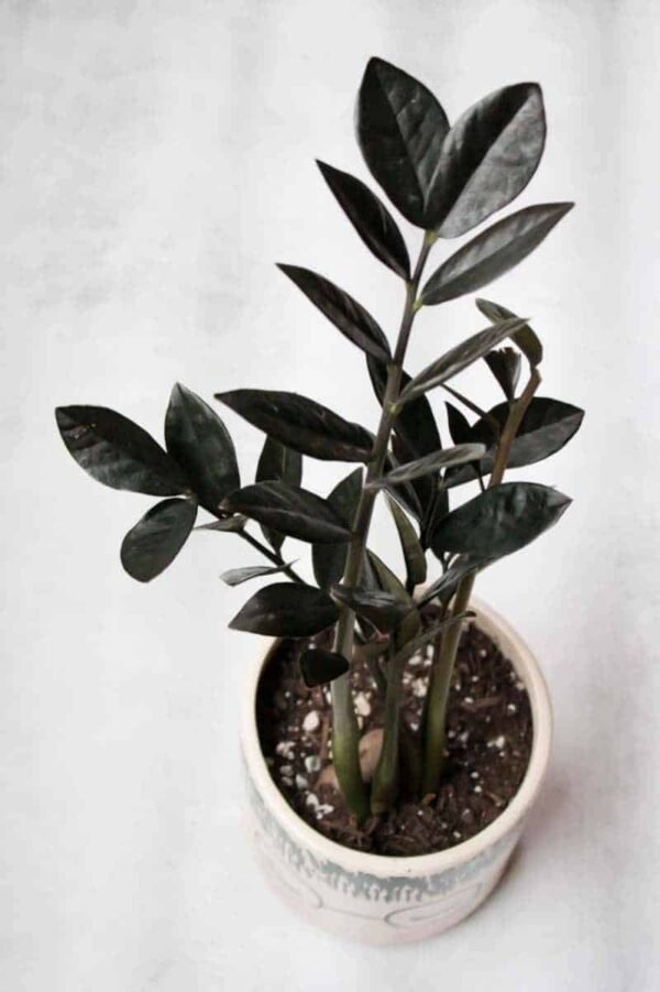 BLACK ZAMIA/ZZ-PLANT