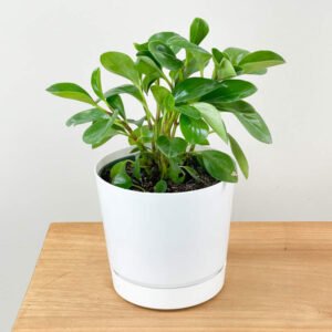 RUBBER PLANT-PLANT