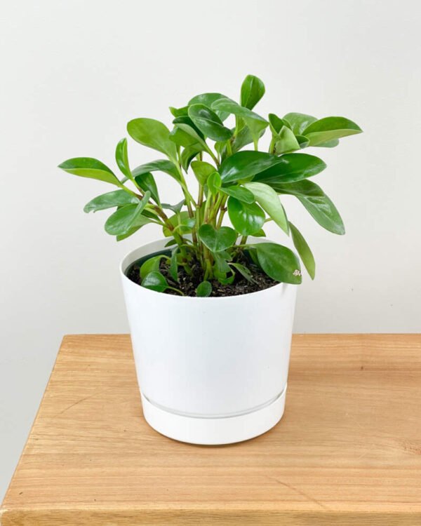 RUBBER PLANT-PLANT