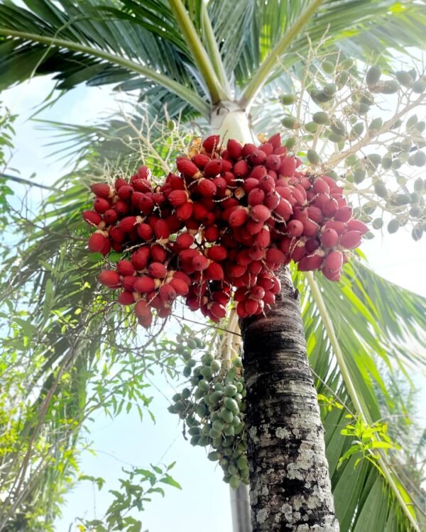 SUPARI PALM -PLANT - Image 3