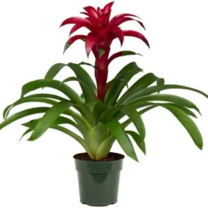 GUZMANIA