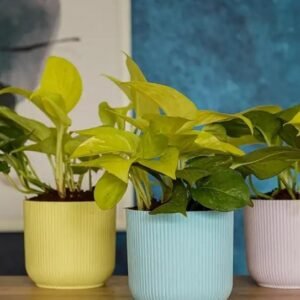 IBIZA PLANTERS