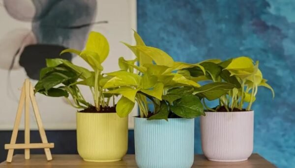 IBIZA PLANTERS