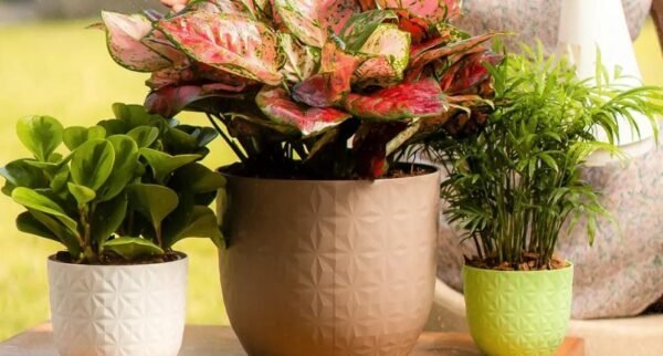 VERONA DIAMOND PLANTERS - Image 3