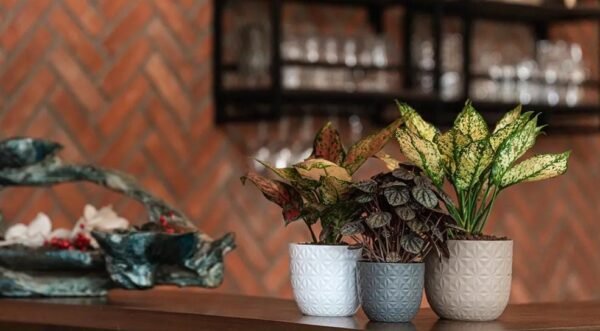 VERONA DIAMOND PLANTERS - Image 4