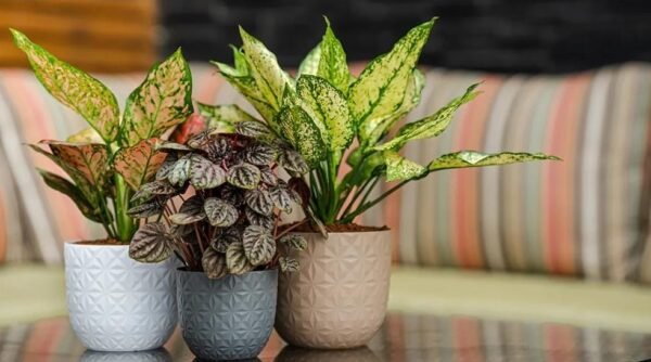 VERONA DIAMOND PLANTERS - Image 2