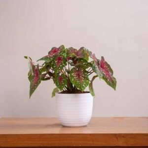 VERONA PLANTERS