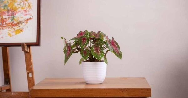 VERONA PLANTERS