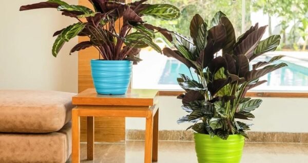 PHOENIX PLANTERS - Image 2