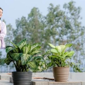 PHOENIX PLANTERS