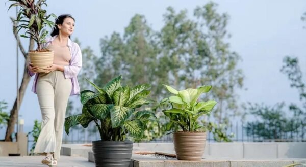 PHOENIX PLANTERS