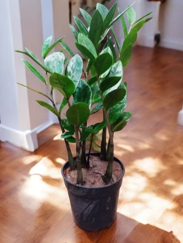 GREEN ZAMIA/ZZ-PLANT - Image 2