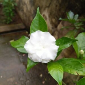 NANDIVARDANA (MUDDA)-PLANT