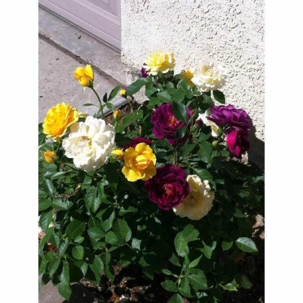 GULAB/ROSE MULTI COLOUR