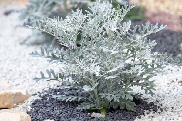 SNOW DUST-PLANT - Image 3