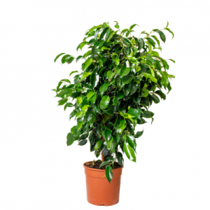 BLACK FICUS-PLANT
