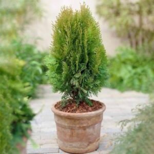 GOLDEN MORPANKHI-PLANT