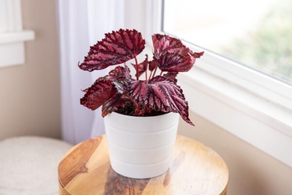 REX BEGONIA-PLANT