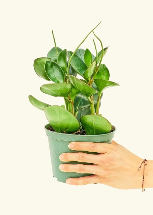 RUBBER PLANT-PLANT - Image 3