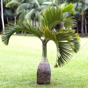 CHAMPAGNE PALM-PLANT
