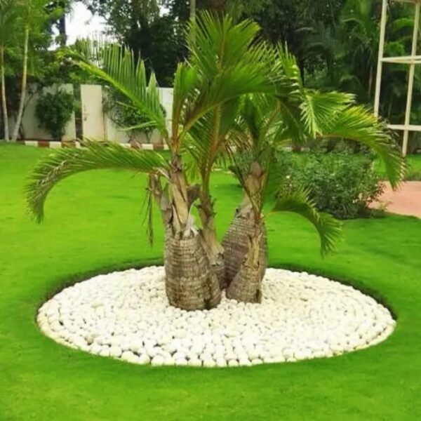 CHAMPAGNE PALM-PLANT - Image 2