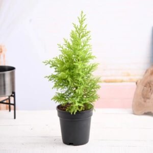 GREEN CYPRUS-PLANT
