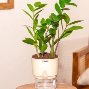 GREEN ZAMIA/ZZ-PLANT