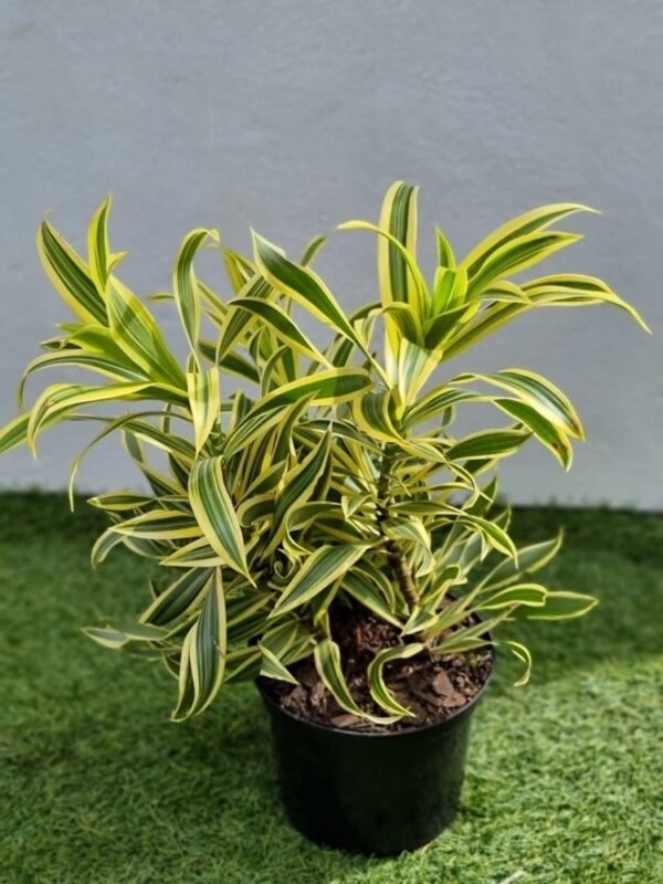 SONG OF INDIA-PLANT - Image 2