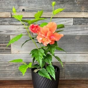 GUDHAL/HIBISCUS-PLANT