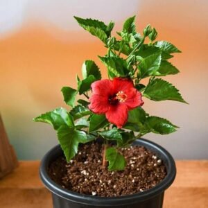 GUDHAL/HIBISCUS-PLANT