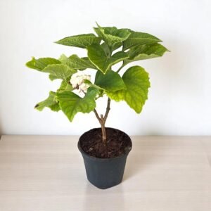 HAZARI MOGRA-PLANT