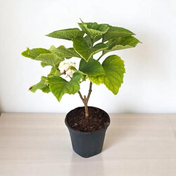HAZARI MOGRA-PLANT