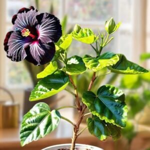 HIBISCUS BLACK-PLANT