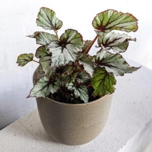 REX BEGONIA-PLANT